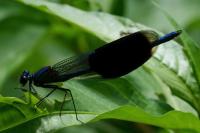 Calopteryx splendens