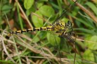 Onychogomphus forcipatus
