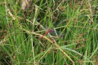 Sympetrum sanguineum