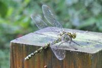 Aeshna cyanea