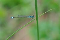 Ischnura elegans