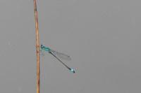 Ischnura elegans