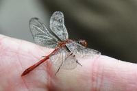 Sympetrum sanguineum