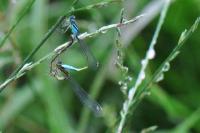Ischnura elegans