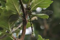 Aeshna cyanea