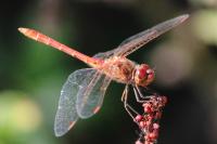 Sympetrum meridionale