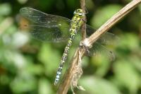 Aeshna cyanea