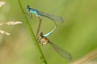 Ischnura elegans