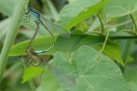 Ischnura elegans