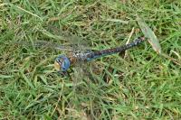 Aeshna affinis
