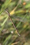 Lestes barbarus