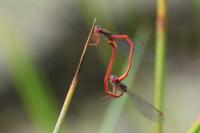 Ceriagrion tenellum