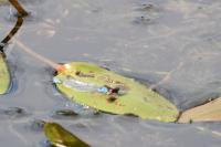 Erythromma viridulum
