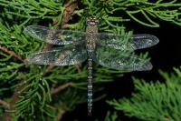 Aeshna mixta