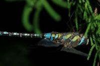 Aeshna mixta