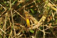 Libellula depressa