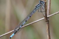 Enallagma cyathigerum