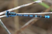 Enallagma cyathigerum
