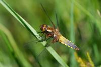 Libellula depressa