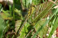 Gomphus pulchellus