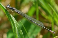 Coenagrion puella