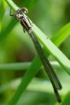 Coenagrion puella