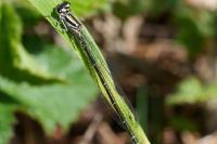 Coenagrion puella