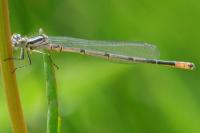 Coenagrion puella