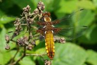 Libellula depressa