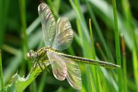 Gomphus pulchellus