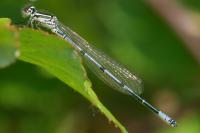 Coenagrion puella