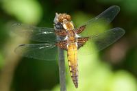 Libellula depressa