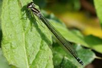 Coenagrion puella