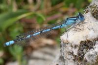 Enallagma cyathigerum