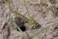 Gomphus pulchellus
