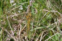 Orthetrum cancellatum