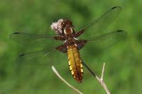 Libellula depressa