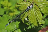 Coenagrion puella