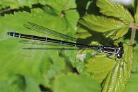 Coenagrion puella
