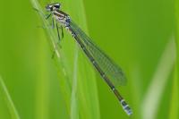 Coenagrion puella