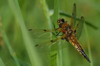 Libellula quadrimaculata