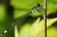 Ischnura elegans