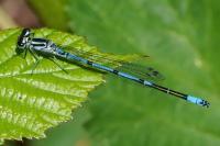 Coenagrion puella