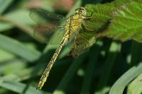 Gomphus pulchellus