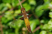 Libellula depressa
