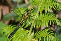 Gomphus vulgatissimus