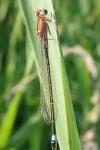 Ischnura elegans