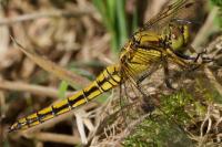 Orthetrum cancellatum