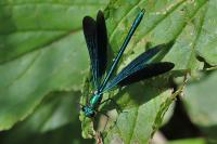 Calopteryx virgo