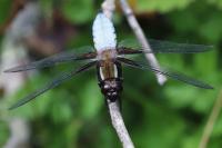Libellula depressa